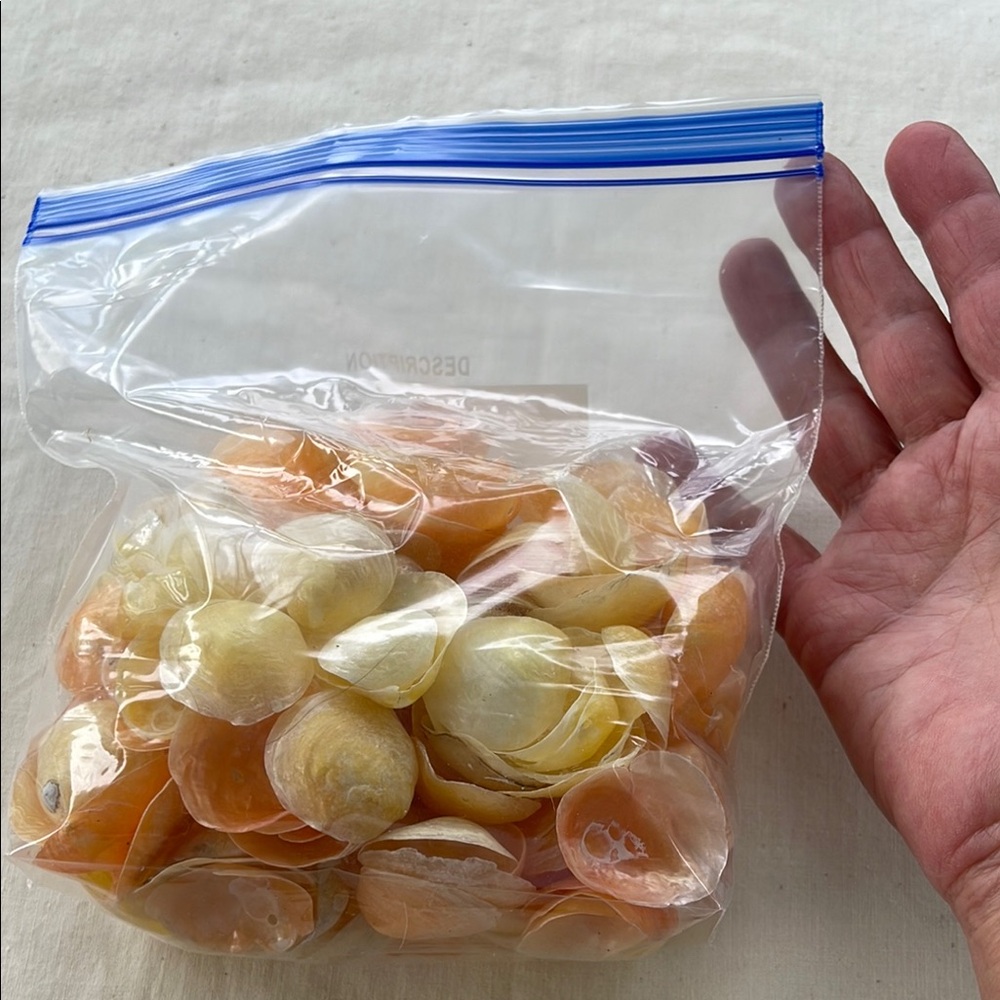 Jingle Shells Yellow Orange New England shoreline Crafts Wind chimes